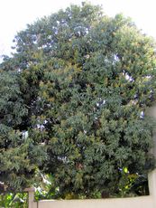 162 Al Hamra, Mangobaum.JPG